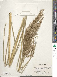 Phragmites australis image