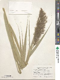 Phragmites australis image