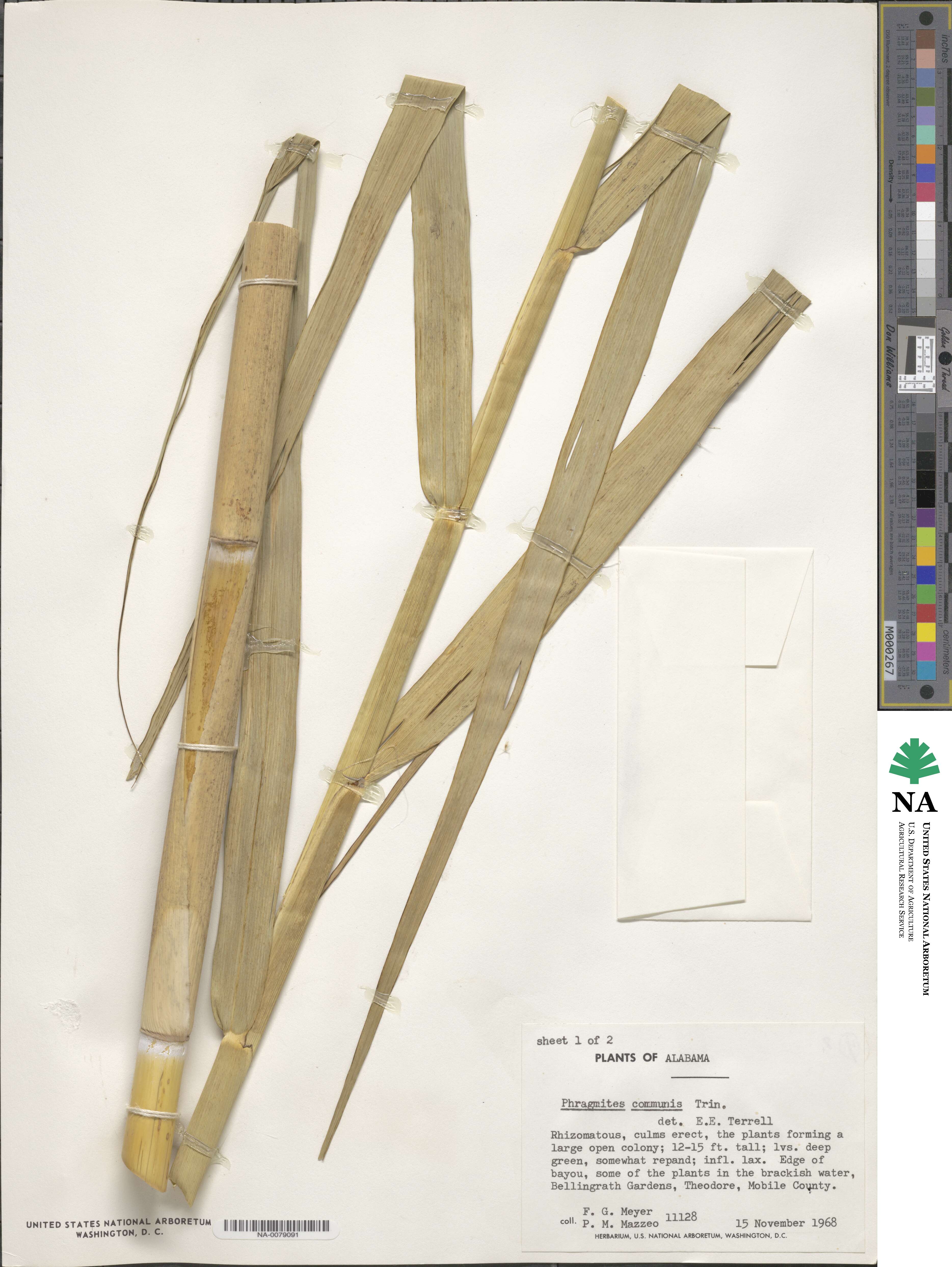 Phragmites australis image