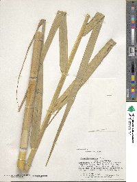 Phragmites australis image