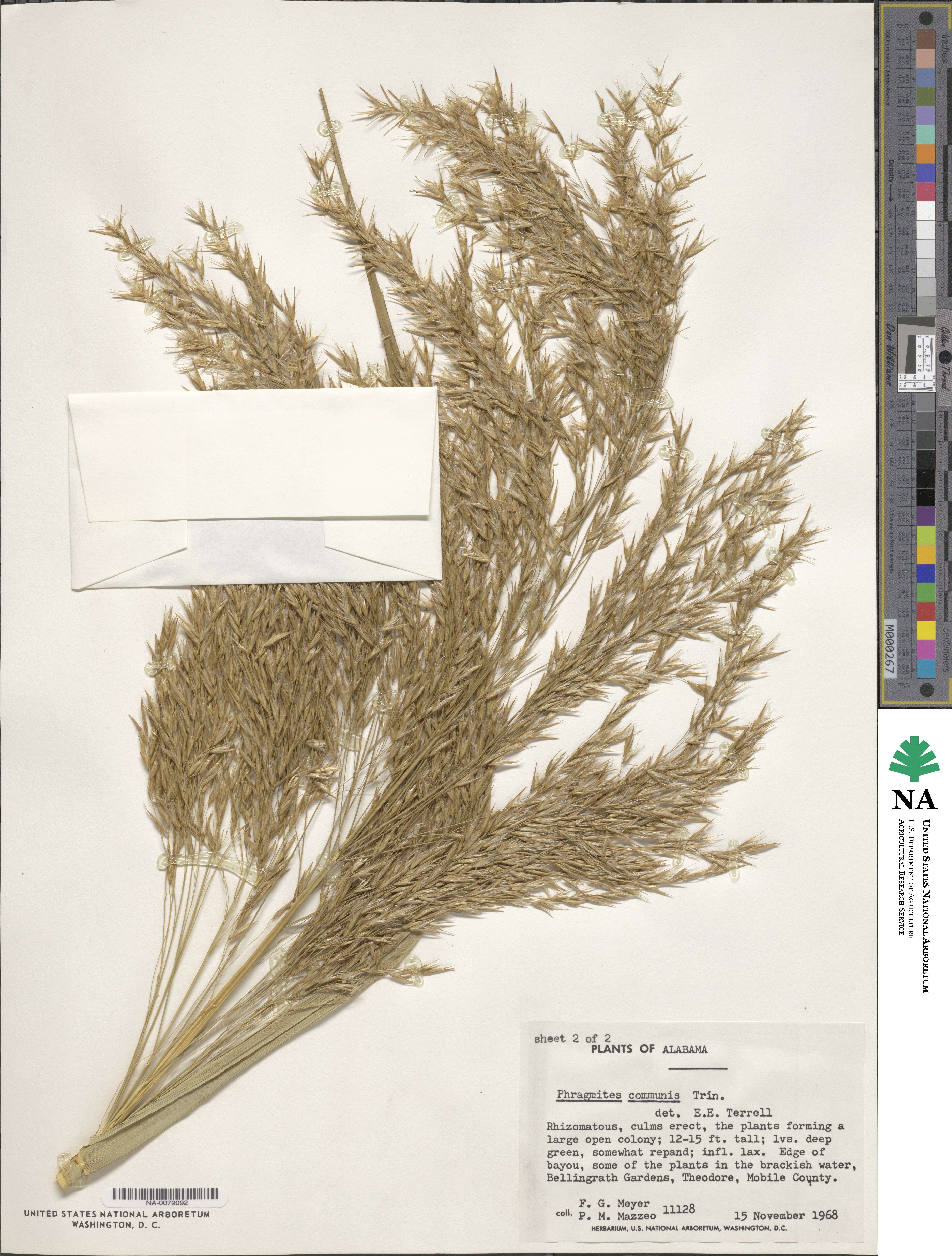 Phragmites australis image