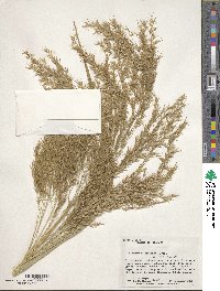 Phragmites australis image