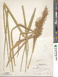 Phragmites australis image