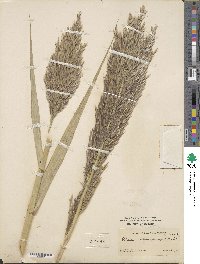 Phragmites australis image