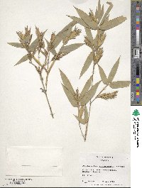 Image of Phyllostachys rubromarginata