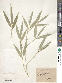 Phyllostachys nidularia image