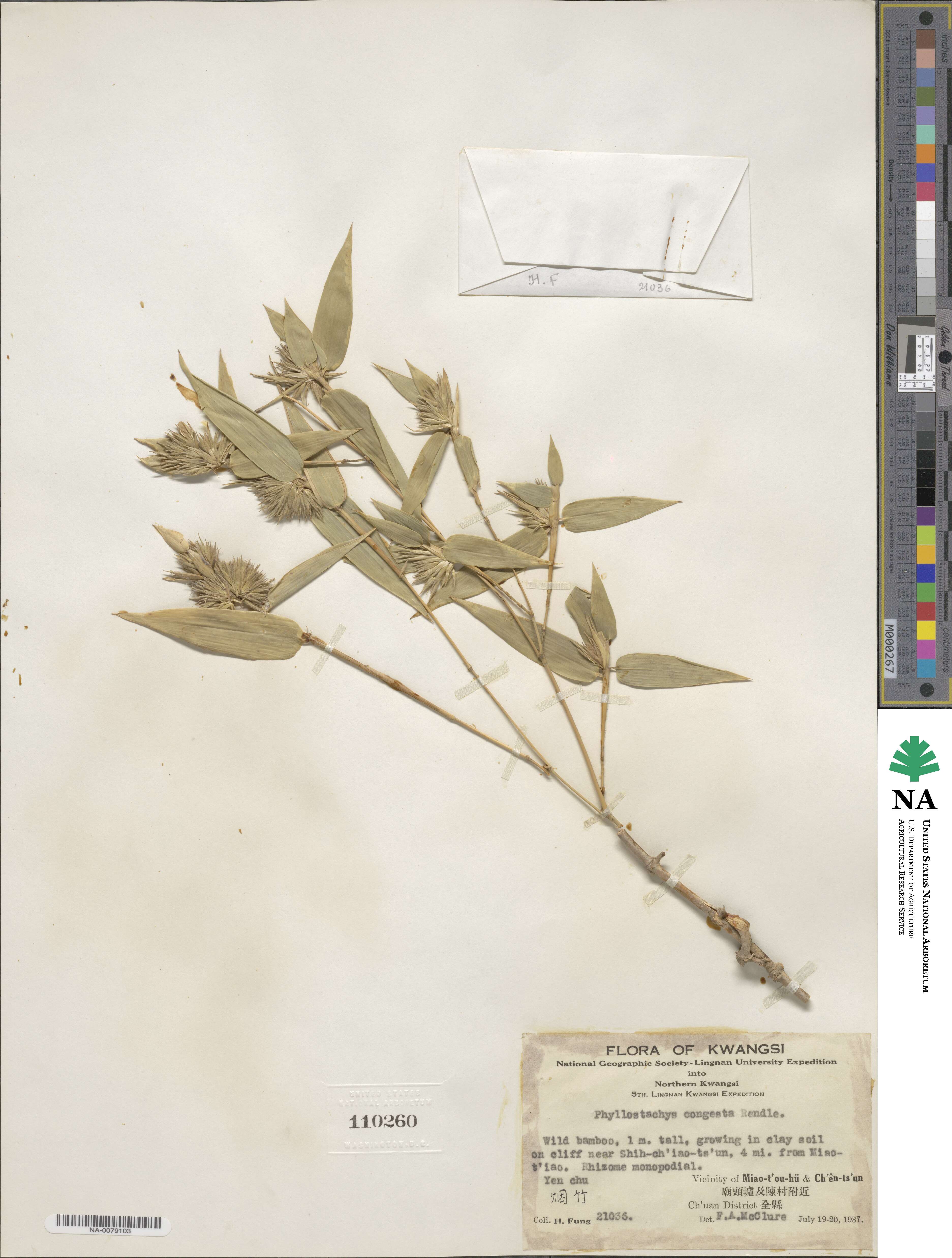 Phyllostachys heteroclada image