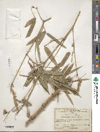 Phyllostachys nidularia image