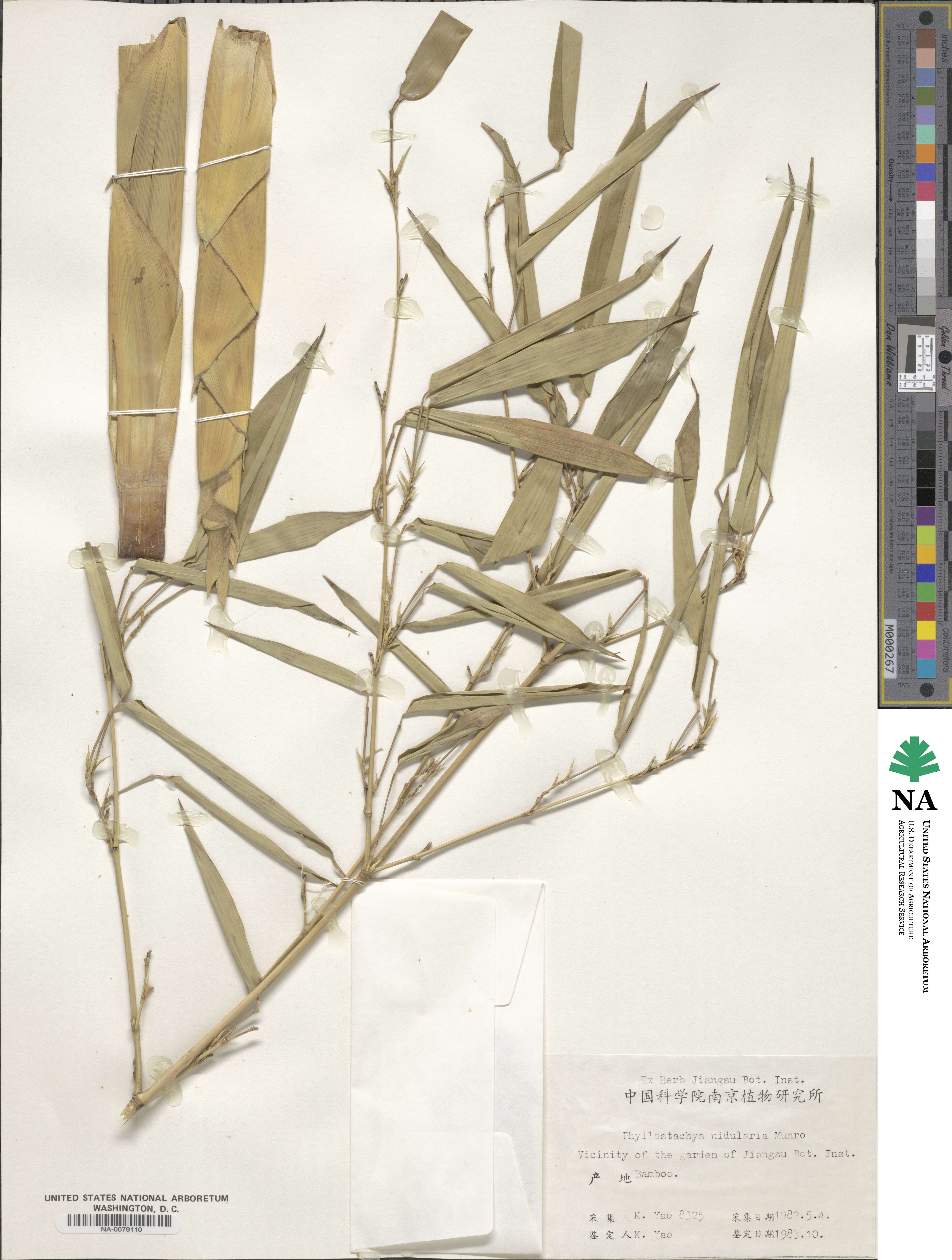 Phyllostachys nidularia image