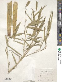 Phyllostachys nidularia image