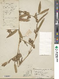 Phyllostachys nigra var. henonis image