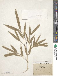 Phyllostachys edulis image