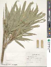 Phyllostachys nigra image