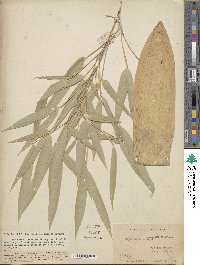 Phyllostachys angusta image