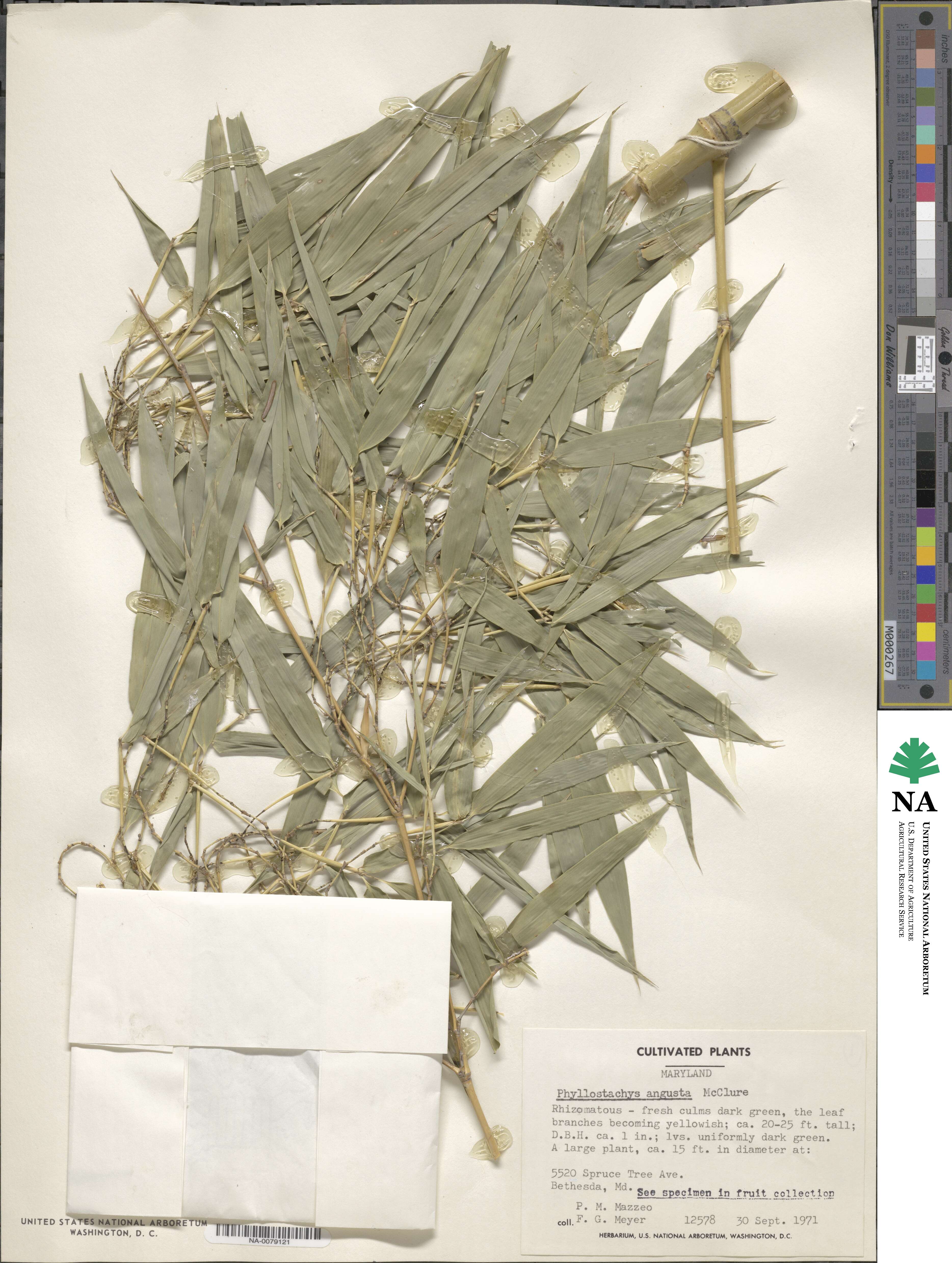 Phyllostachys angusta image