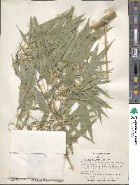 Phyllostachys angusta image