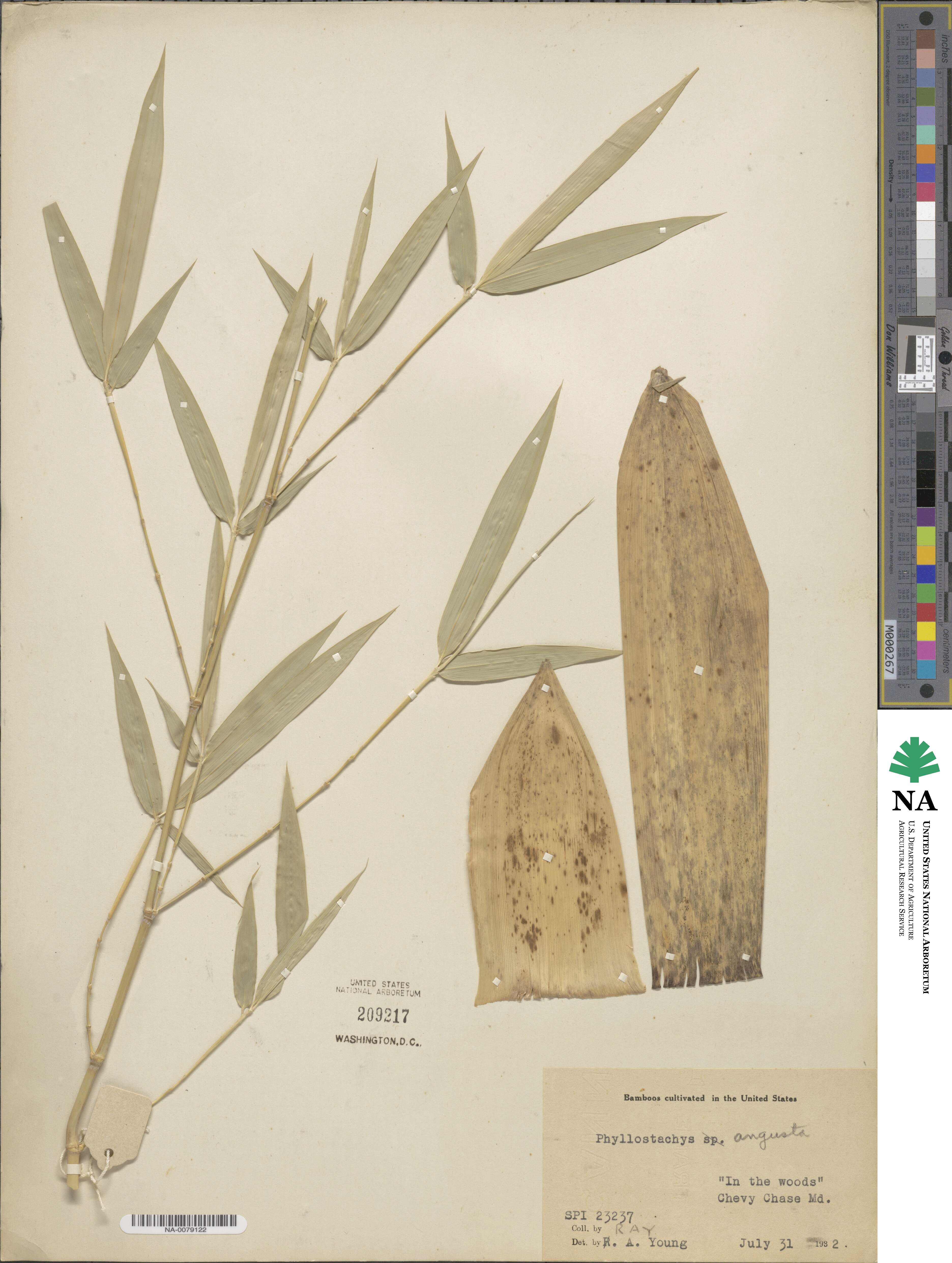 Phyllostachys angusta image