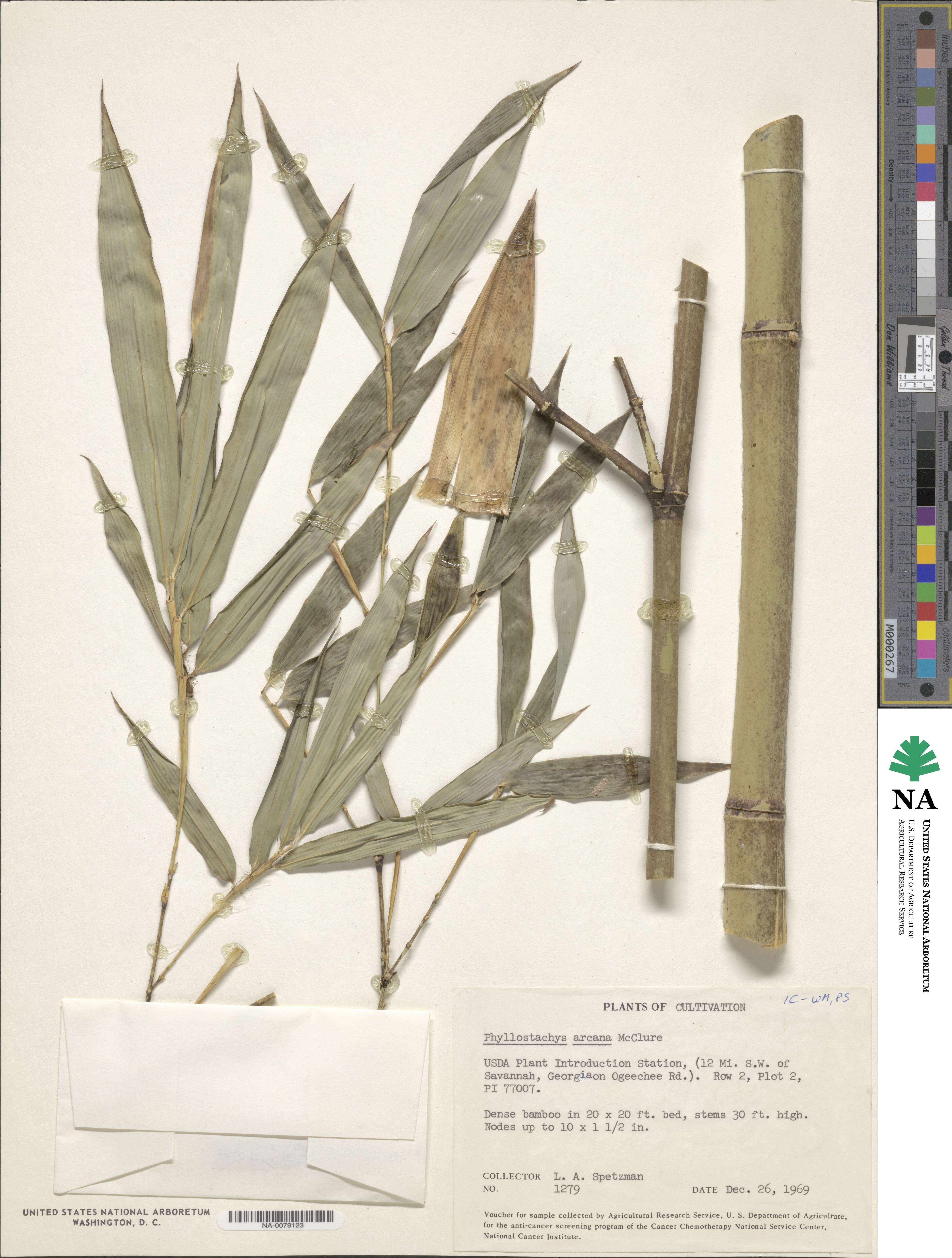 Phyllostachys arcana image