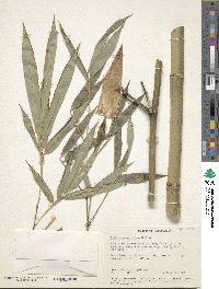 Image of Phyllostachys arcana