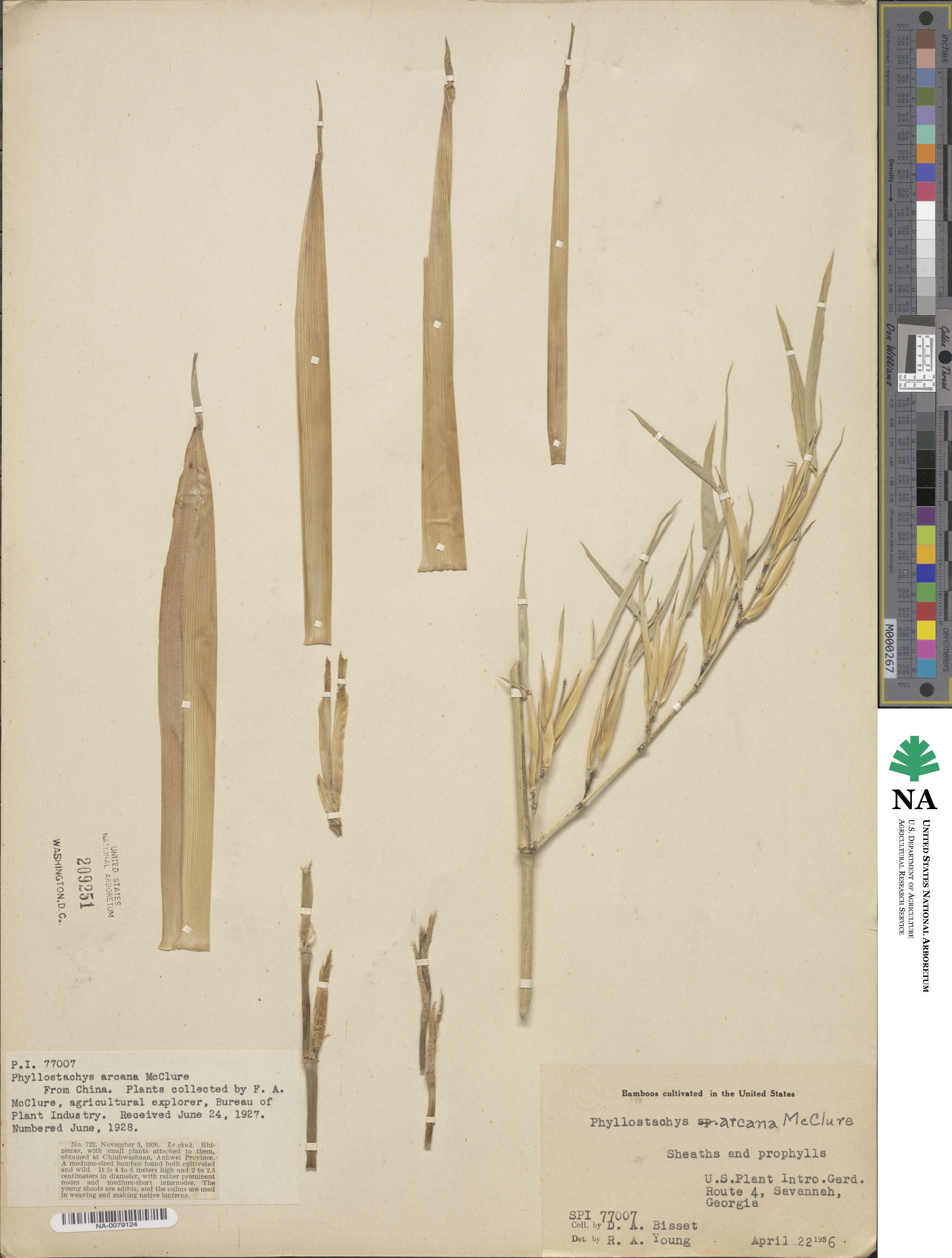 Phyllostachys arcana image