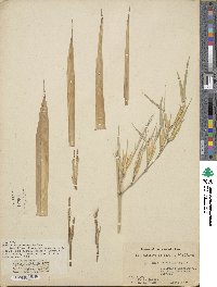 Phyllostachys arcana image