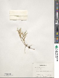 Phyllostachys aurea image