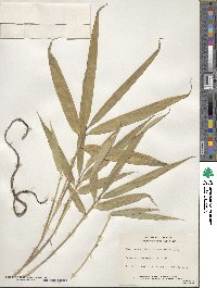 Phyllostachys aurea image