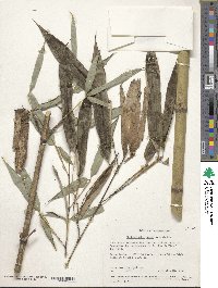 Phyllostachys aurea image