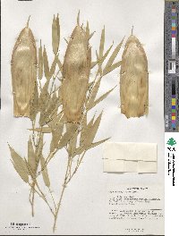 Phyllostachys aurea image