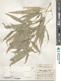 Phyllostachys aurea image