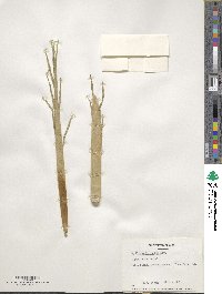 Phyllostachys aurea image