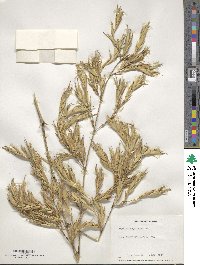 Phyllostachys aurea image