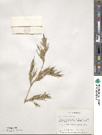 Phyllostachys aurea image