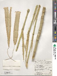 Phyllostachys aurea image