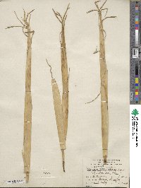 Phyllostachys aurea image