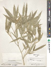 Phyllostachys aurea image