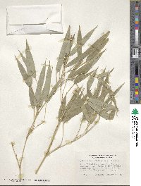 Phyllostachys aurea image