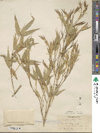 Phyllostachys aurea image