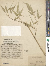 Phyllostachys aurea image