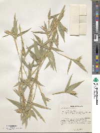 Phyllostachys aurea image