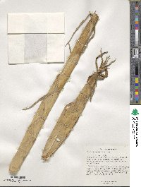 Phyllostachys aurea image