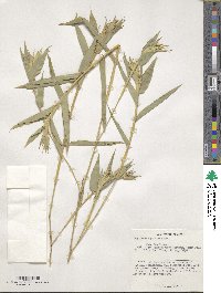 Phyllostachys aurea image