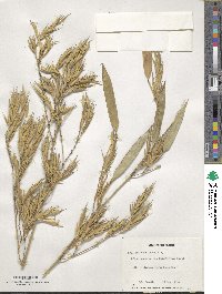 Phyllostachys aurea image