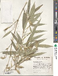 Phyllostachys aurea image