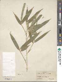 Phyllostachys aurea image