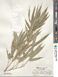 Phyllostachys aurea image