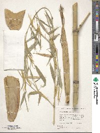 Phyllostachys aurea image