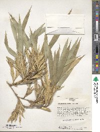 Phyllostachys aurea image