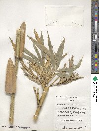 Phyllostachys aurea image