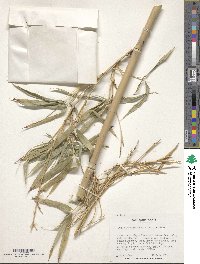 Phyllostachys aurea image